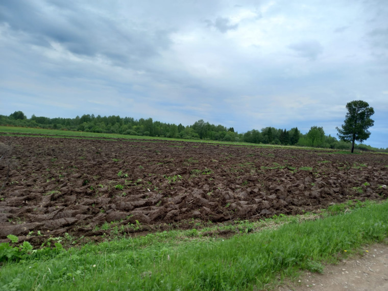 В сельхозпредприятиях и хозяйствах Котласского муниципального округа закончились весенне-полевые работы.
