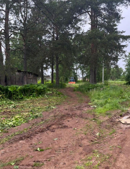 На территории Котласского муниципального округа продолжается борьба с борщевиком Сосновского.