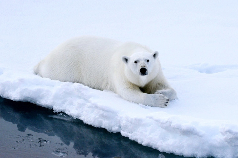 27 февраля — день символа Арктики — белого медведя.