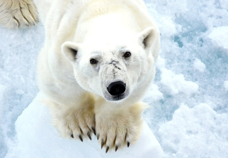 27 февраля — день символа Арктики — белого медведя.