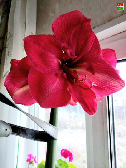 Гигантский цветок гиппеаструма вырастила у себя дома жительница поселка Шипицыно, председатель местного Совета ветеранов, Светлана Ивановна Чаплинская.